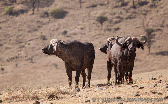 African Buffalo