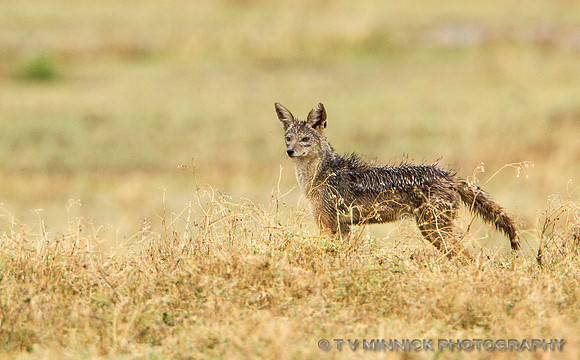 Black-backed Jackal