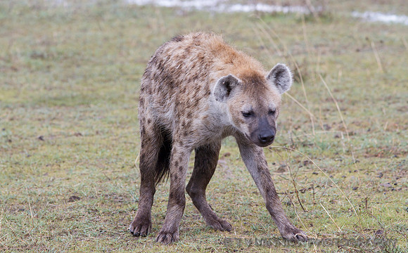 Spotted Hyena