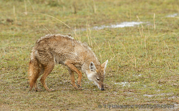 Golden Jackal