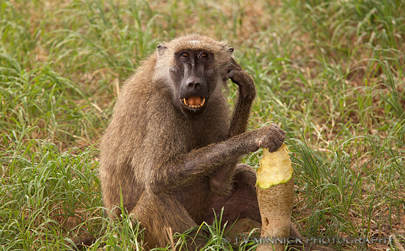 Olive Baboon