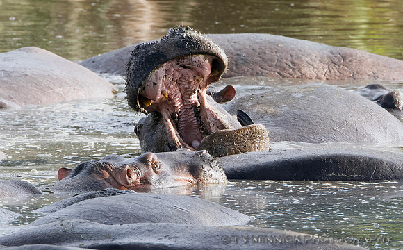 Hippopotamus