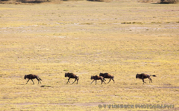 Running Wildebeest
