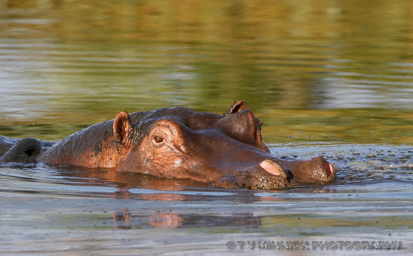 Hippopotamus
