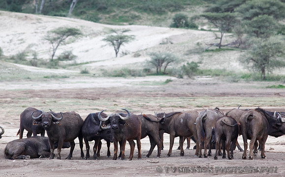 African Buffalo