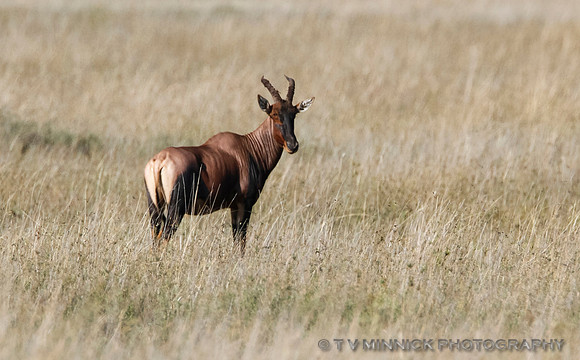 Topi