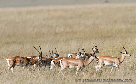 Grant's Gazelle Batchelor Herd