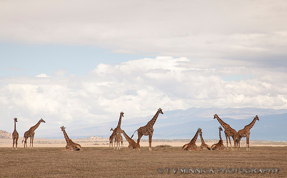 A Gathering of Giraffe