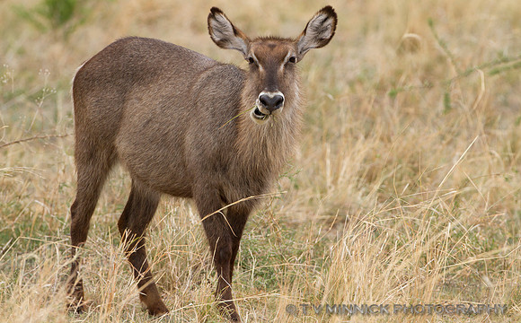 Waterbuck