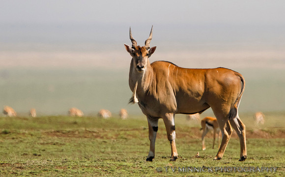 Eland