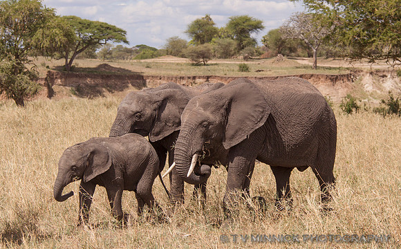 Family Group