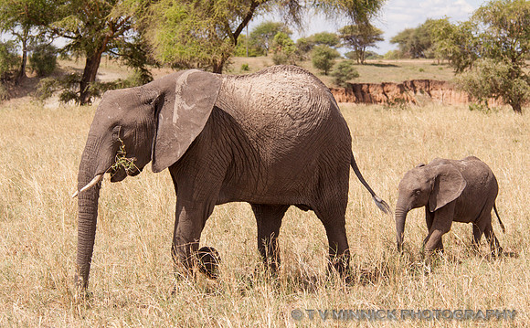 Elephant Cow and Calf