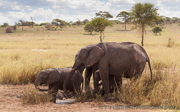 Mudbathing Elephants