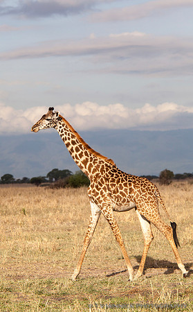Masai Giraffe