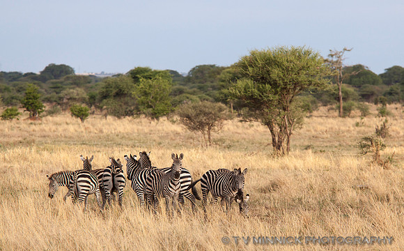 Zebra