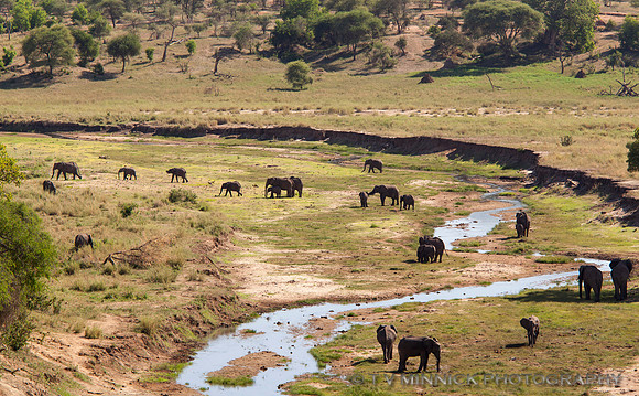 Elephants Along Tarangire River
