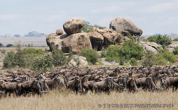 Wildebeest, Zebra and Kopje