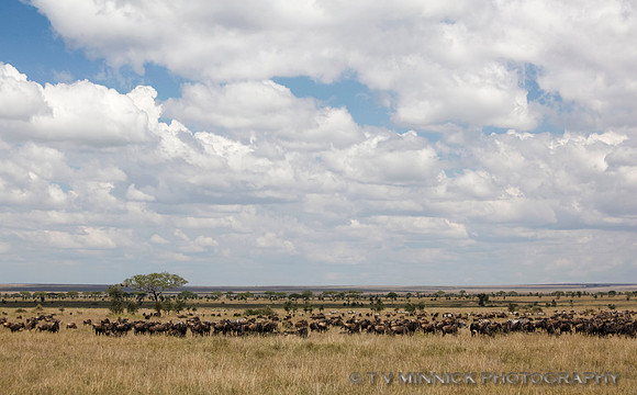 Migration on the Serengeti