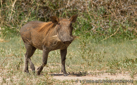 Warthog