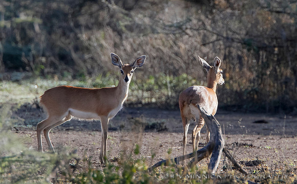 Steinbuck