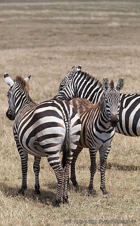 Common Zebra