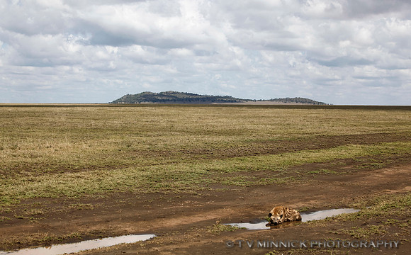 Hyena Cooling Off on Savannah