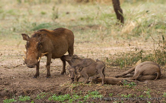 Warthog Family