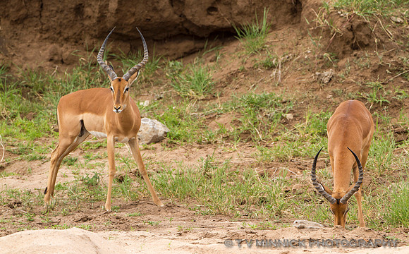 Impala Males