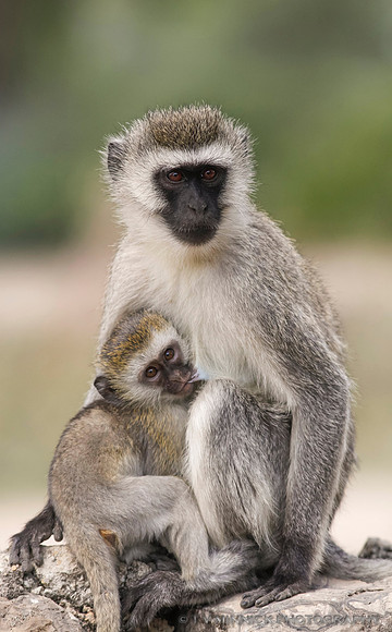 Vervet Monkey
