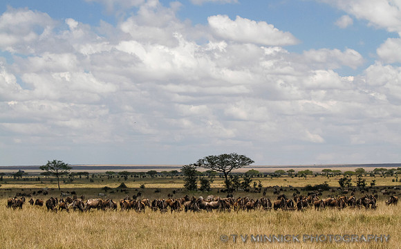 Wildebeest on Migration