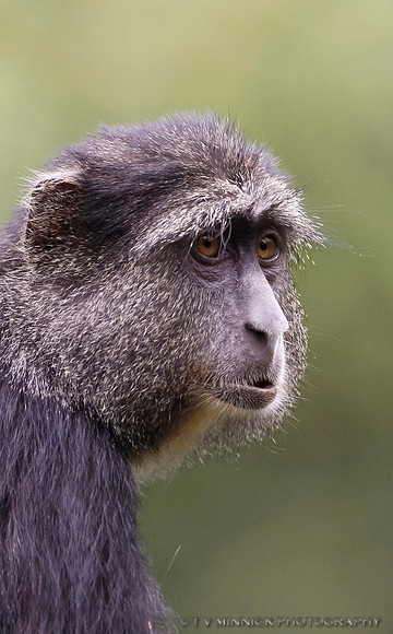 Owl-faced Monkey