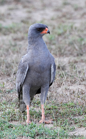 Dark Chanting-Goshawk