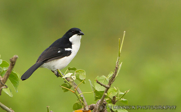 Tropical Boubou