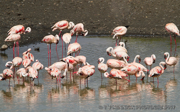 Greater Flamingo