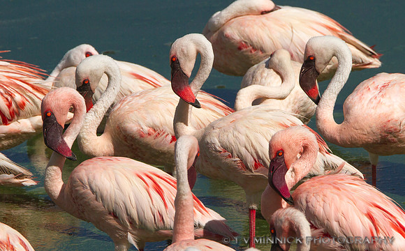 Greater Flamingo