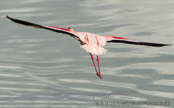 Greater Flamingo