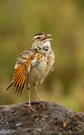 Rufous Sparrow