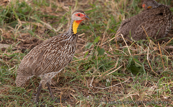 Yellow-necked Spurfowl