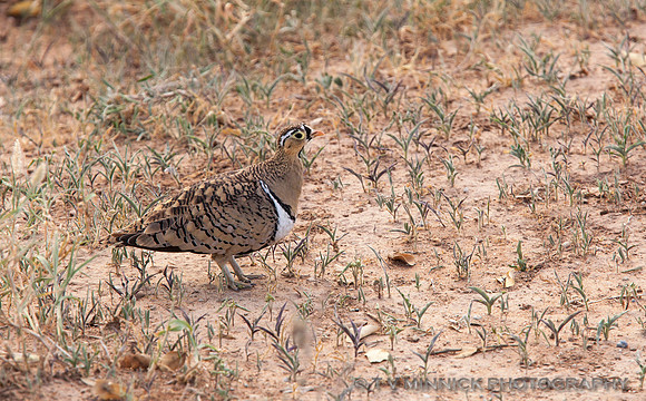 Black-faced Sandgrouse
