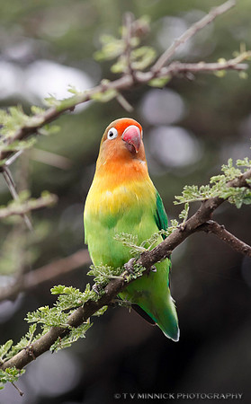 Fischer's Lovebird