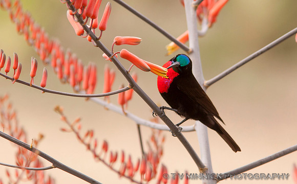 Scarlet-chested Sunbird