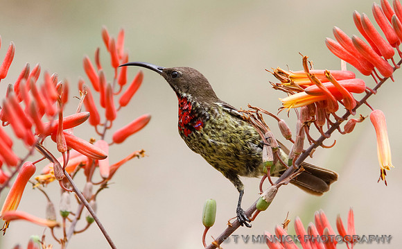 Scarlet-chested Sunbird (immature)