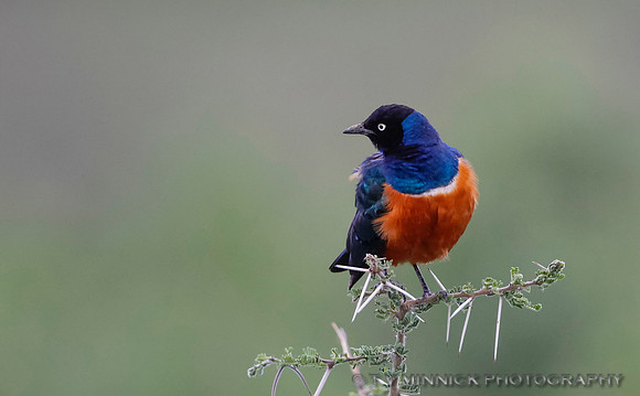 Superb Starling