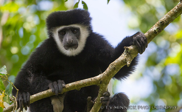 Guereza Colobus