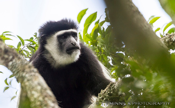 Guereza Colobus