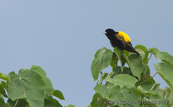 Yellow Bishop