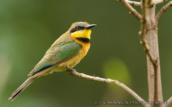 Little Bee-eater