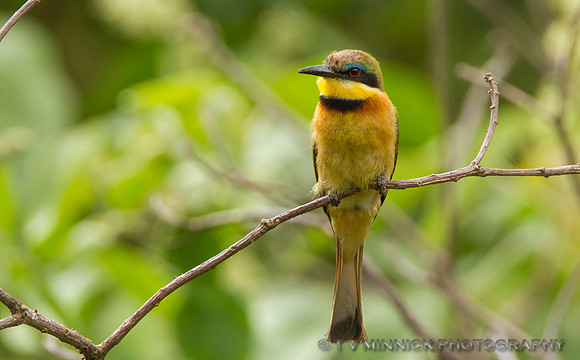Little Bee-eater
