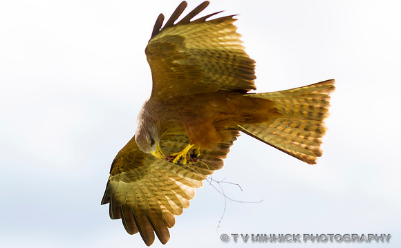 Eurasian Marsh Harrier