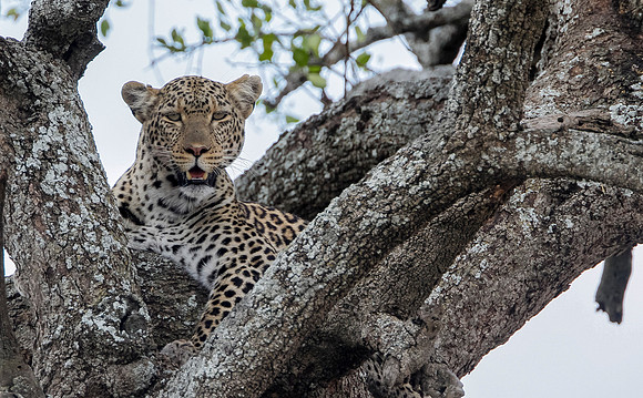 Bariki's Leopard